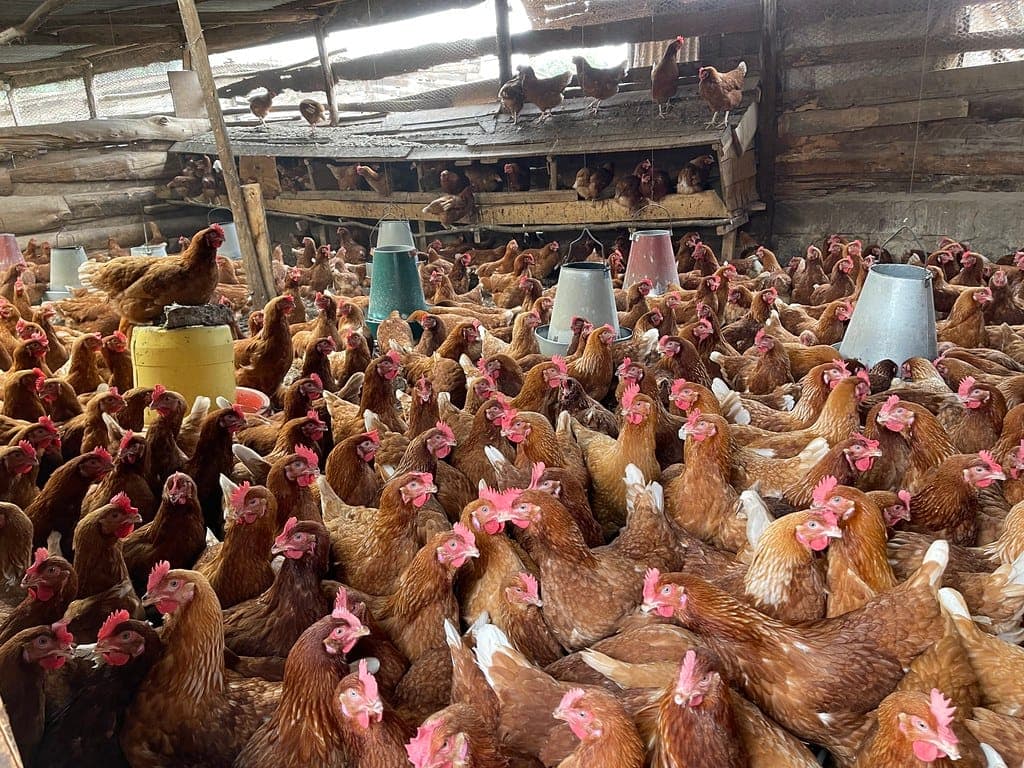 poultry farming business