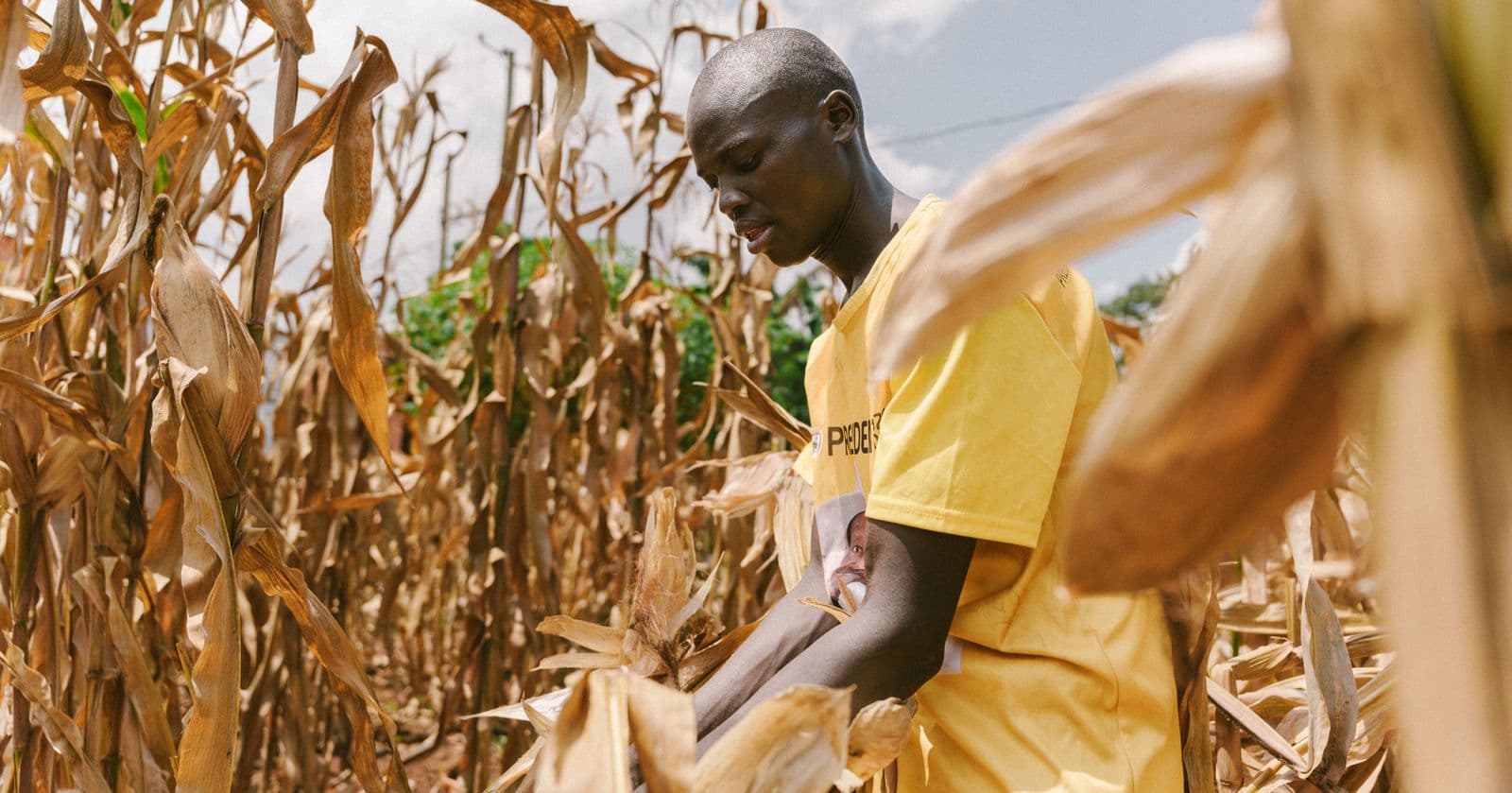A farmer harvesting maize in a sunlit field in central Uganda, one of the small-scale agribusiness investments covered in this guide.