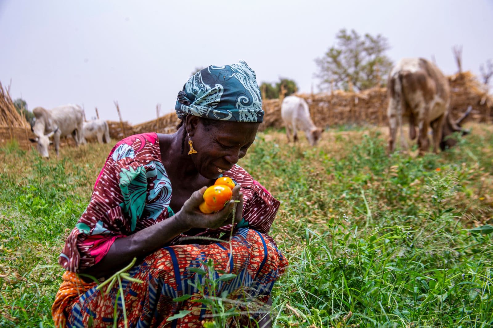 A Nigerian farmer smiling while holding freshly harvested tomatoes in a field