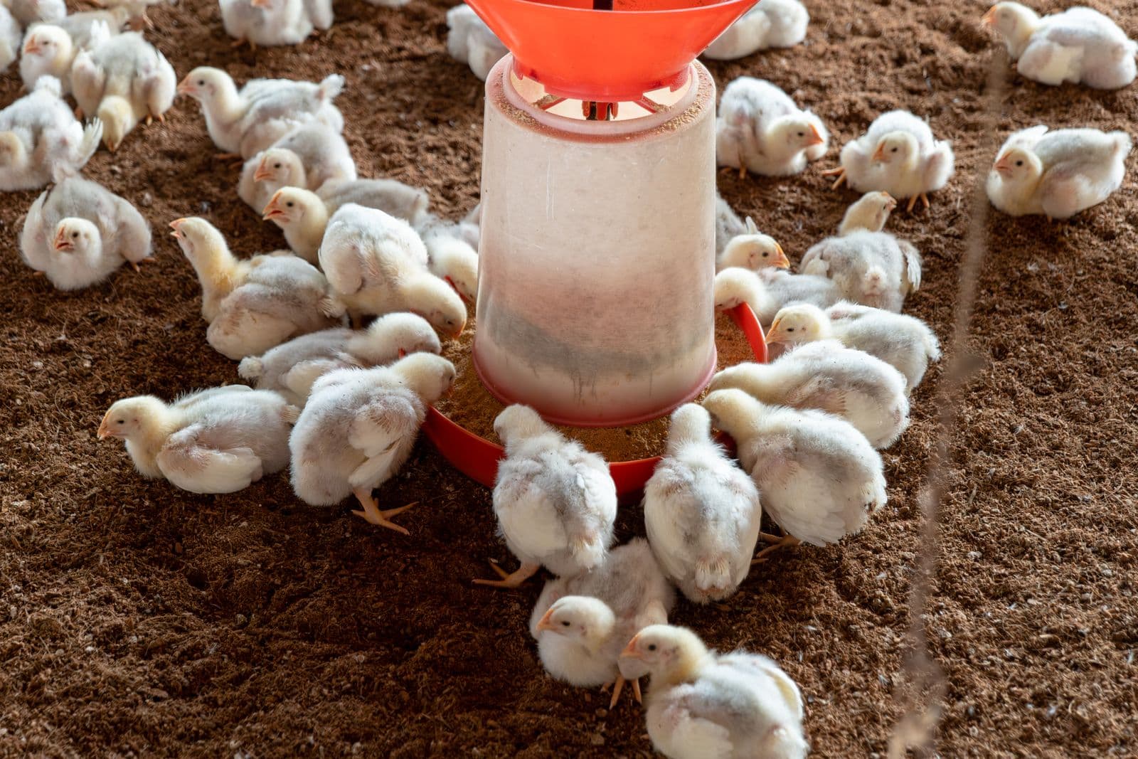 Broiler chickens gathered around a feeder
