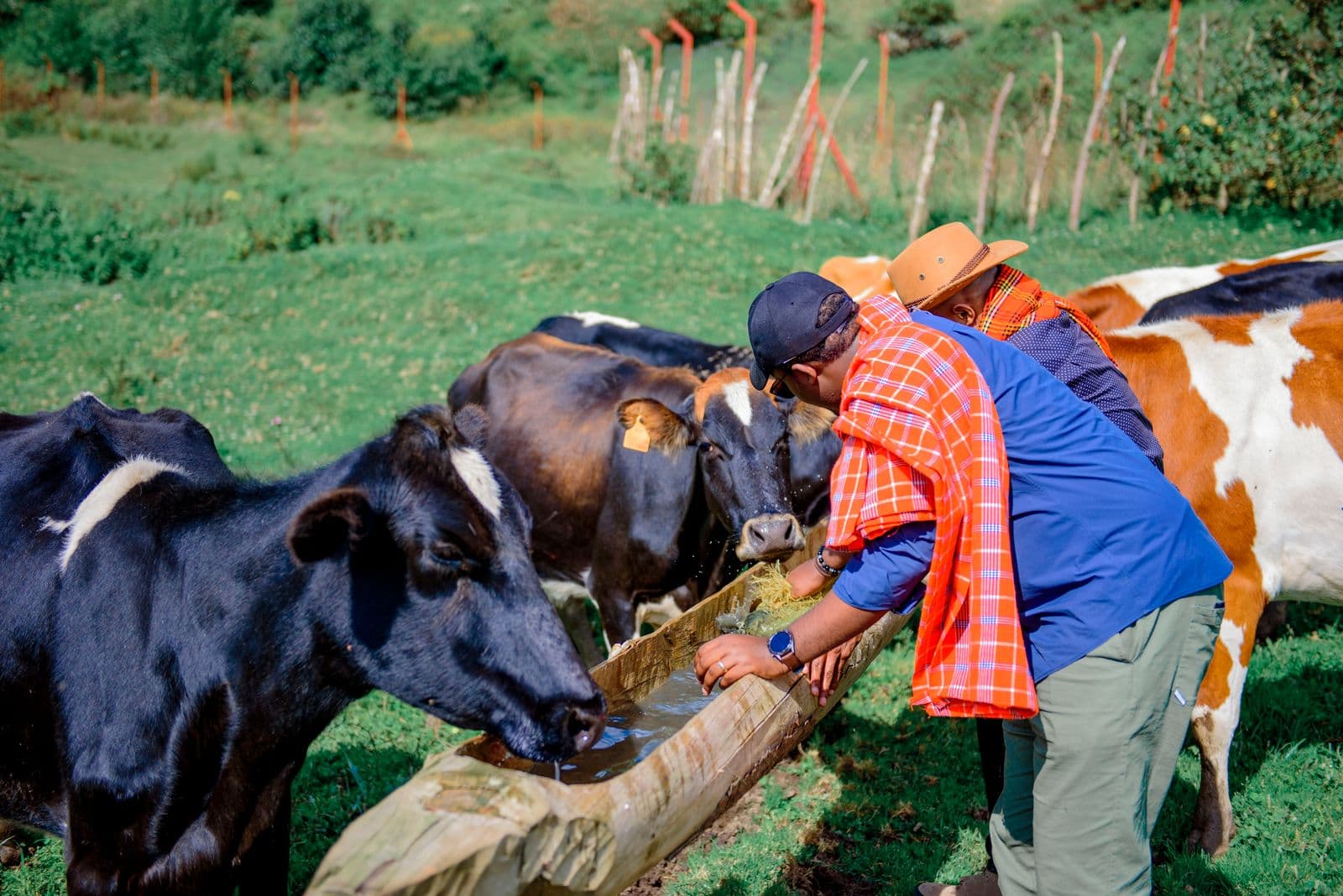 Farmers feeding dairy cows at a trough