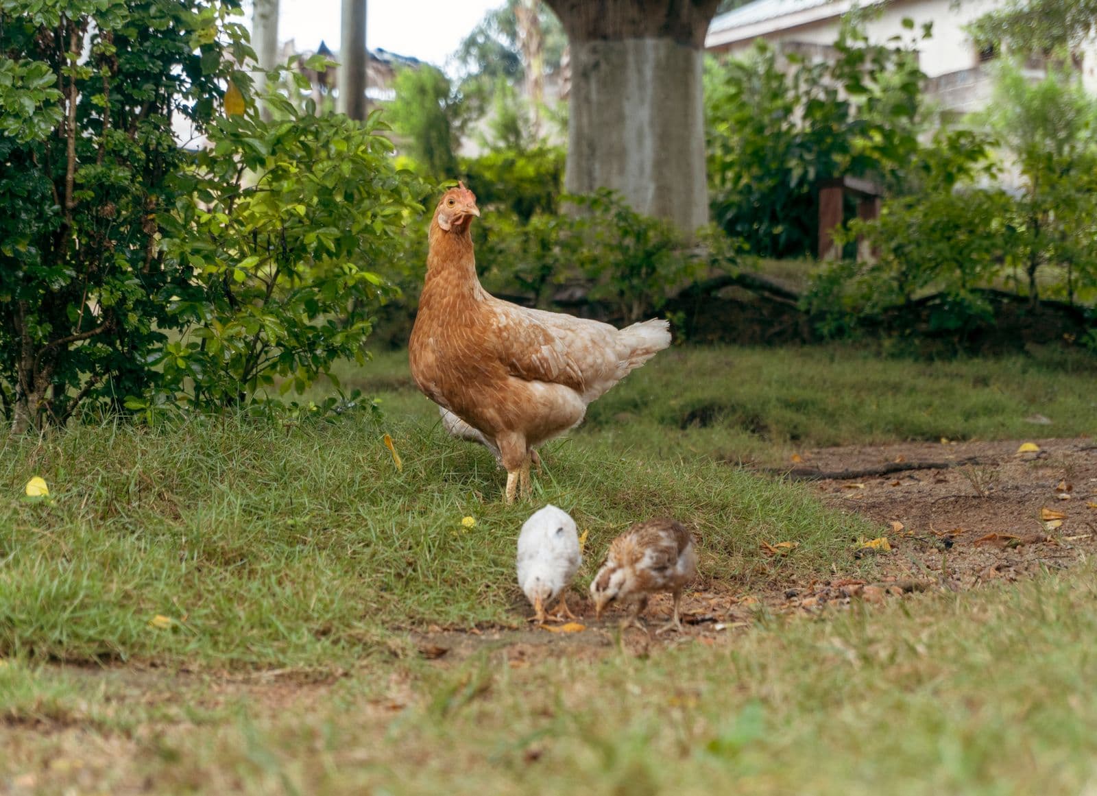 A hen and her chicks on a farm in Ajumako, Ghana