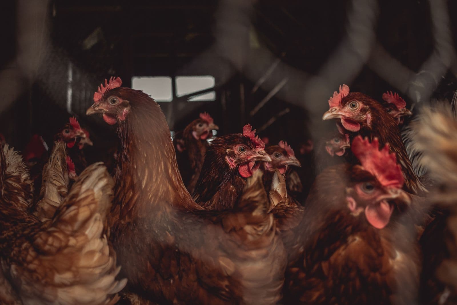 Brown laying hens in a poultry house
