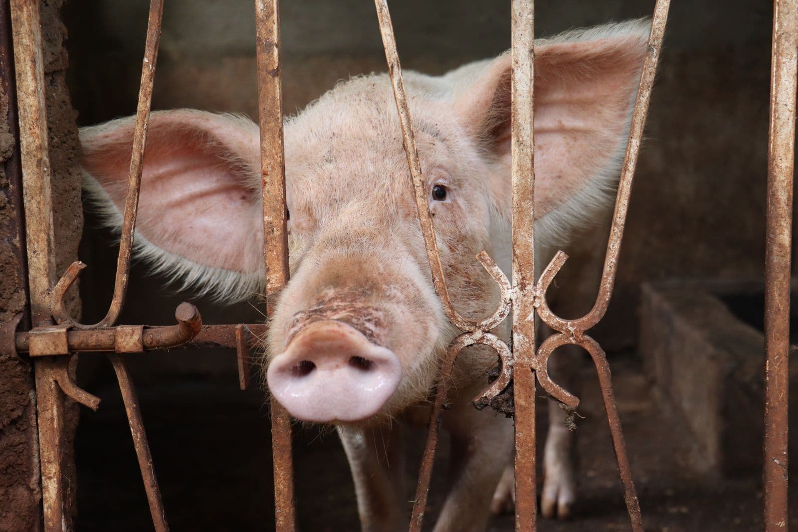 A pig looking through the bars of its pen on a farm in Uganda